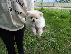 PoulaTo: Δύο Awesome T-Cup Pomeranian Puppies